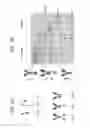 Fig. 06 - Bi-and monospecific, asymmetric antibodies and methods of generating the same
