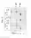 Fig. 13 - Bi-and monospecific, asymmetric antibodies and methods of generating the same