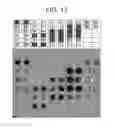Fig. 19 - Bi-and monospecific, asymmetric antibodies and methods of generating the same