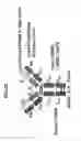 Fig. 25 - Bi-and monospecific, asymmetric antibodies and methods of generating the same