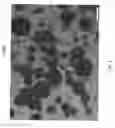Fig. 03 - Encapsulated polymers and selective activation thereof