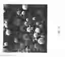 Fig. 13 - Encapsulated polymers and selective activation thereof