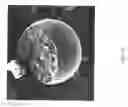 Fig. 17 - Encapsulated polymers and selective activation thereof