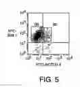 Fig. 06 - Isolation and use of solid tumor stem cells