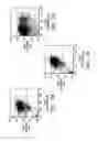 Fig. 08 - Isolation and use of solid tumor stem cells