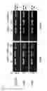 Fig. 04 - Well-tolerated and highly specific tailored recombinase for recombining asymmetric target sites in a plurality of retrovirus strains