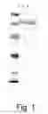 Fig. 02 - Polypeptides having glucoamylase activity and polynucleotides encoding same
