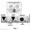 Fig. 02 - Methods for efficient intracellular delivery using anisotropic magnetic particles