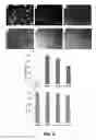 Fig. 07 - Methods for efficient intracellular delivery using anisotropic magnetic particles