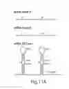 Fig. 10 - RIBOREGULATOR COMPOSITIONS AND METHODS OF USE