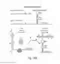 Fig. 16 - RIBOREGULATOR COMPOSITIONS AND METHODS OF USE