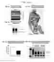Fig. 05 - Compositions and methods for decreasing tau expression