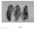 Fig. 03 - Lepidopteran moth control using double-stranded RNA constructs
