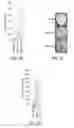 Fig. 09 - Methods of controlling cell fate and consequences for disease