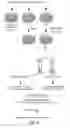 Fig. 22 - Methods of controlling cell fate and consequences for disease