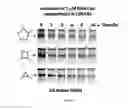 Fig. 19 - RNA-based compositions and adjuvants for prophylactic and therapeutic treatment