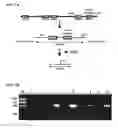 Fig. 02 - Exon skipping technology in VCP disease