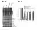 Fig. 06 - Exon skipping technology in VCP disease