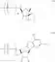 Fig. 31 - ALTERNATIVE NUCLEIC ACID MOLECULES AND USES THEREOF
