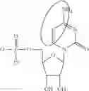 Fig. 88 - ALTERNATIVE NUCLEIC ACID MOLECULES AND USES THEREOF