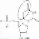 Fig. 91 - ALTERNATIVE NUCLEIC ACID MOLECULES AND USES THEREOF