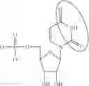 Fig. 93 - ALTERNATIVE NUCLEIC ACID MOLECULES AND USES THEREOF