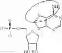 Fig. 94 - ALTERNATIVE NUCLEIC ACID MOLECULES AND USES THEREOF