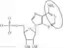 Fig. 96 - ALTERNATIVE NUCLEIC ACID MOLECULES AND USES THEREOF