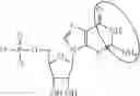 Fig. 99 - ALTERNATIVE NUCLEIC ACID MOLECULES AND USES THEREOF