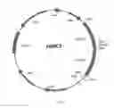 Fig. 08 - host