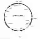 Fig. 09 - host