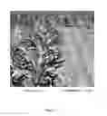Fig. 02 - Compositions and methods for efficient targeting of transgenes