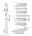 Fig. 08 - Genomic insulator elements and uses thereof