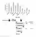 Fig. 14 - Retroviral vector having immune-stimulating activity