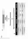 Fig. 06 - METHOD FOR EDITING A GENETIC SEQUENCE