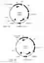 Fig. 02 - Production of isoprene by methane-producing archaea