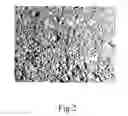 Fig. 03 - Process for preparation of biodegradable biocompostable biodigestible polyolefins