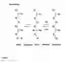 Fig. 06 - PRODUCTION OF VOLATILE DIENES BY ENZYMATIC DEHYDRATION OF LIGHT ALKENOLS