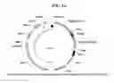 Fig. 07 - Recombinant Cyanobacterial Cell For Contamination Control In A Cyanobacterial Culture Producing A Chemical Compound Of Interest