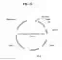 Fig. 43 - Recombinant Cyanobacterial Cell For Contamination Control In A Cyanobacterial Culture Producing A Chemical Compound Of Interest