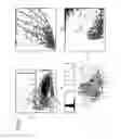 Fig. 04 - METHOD FOR DETECTING A PLASMODIUM INFECTION