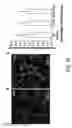 Fig. 22 - Methods and apparatus for performing digital assays using polydisperse droplets