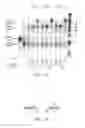 Fig. 08 - Amplification and detection of ribonucleic acids