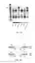 Fig. 09 - Amplification and detection of ribonucleic acids