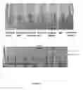 Fig. 07 - Methods for detecting target DNA sequences