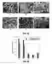 Fig. 08 - REINFORCING NANOFIBER ADDITIVES