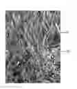 Fig. 01 - METHOD AND SYSTEM FOR RESCUING PLAYABILITY OF SYNTHETIC TURF