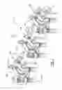 Fig. 02 - Rocker arm assembly for engine braking