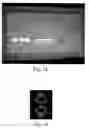 Fig. 07 - Detection scheme for particle size and concentration measurement