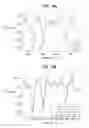 Fig. 13 - BIOCHEMICAL ANALYSIS OF PBMC